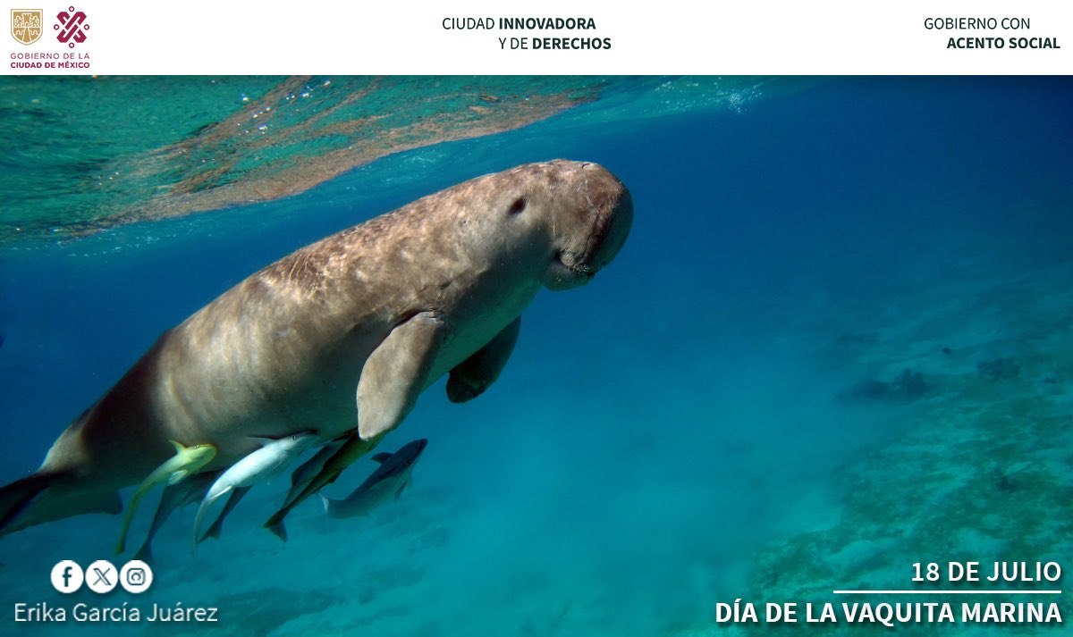 erika_jurez's tweet photo. 🌊✨ En el Día Internacional de la Vaquita Marina, recordamos la importancia de proteger a esta especie en peligro crítico de extinción. Según datos del Gobierno de México y Sea Shepherd, sólo quedan entre 6 y 8 vaquitas marinas en una región del Alto Golfo de California en México, el único lugar del mundo donde habitan.

¡Ayudemos a crear conciencia!🐬💙