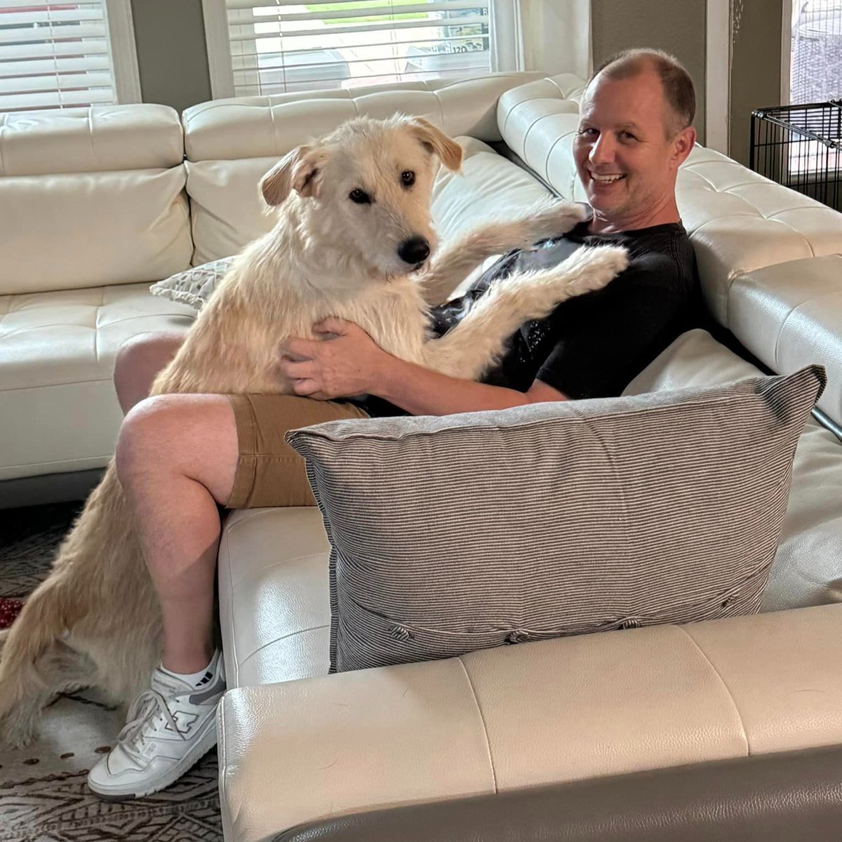 Dallas Dog - Rescue.Rehab.Reform tweet media