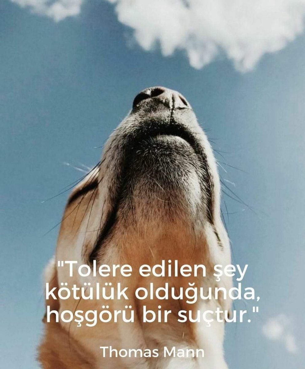 haysevder's tweet photo. #YasayiGeriÇek #kediköpekkatliamınadurde https://t.co/KgHKQ7hTSy