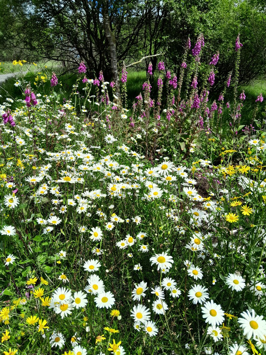 Nature's creation catches the eye in west Fermanagh in high summer <a href="/fermanaghomagh/">Fermanagh & Omagh District Council</a> <a href="/wildflower_hour/">wildflowerhour</a> <a href="/BSBIbotany/">BSBI: Botanical Society of Britain & Ireland</a> <a href="/UlsterWildlife/">Ulster Wildlife</a> <a href="/donnarainey4/">Donna Rainey</a> <a href="/farmfornature/">Farming For Nature</a>