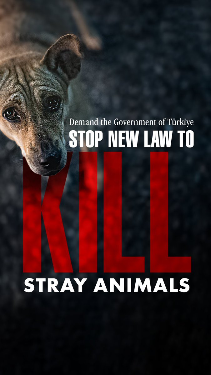 The Animal Welfare Law returns to the Turkish Parliament on Monday, thank you to everyone in Turkey 🇹🇷 who is fighting to protect street dogs from mass slaughter #Turkey