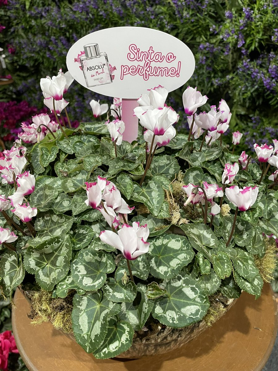 Anandaappleofi1's tweet photo. GARDEN FAIR DE HOLAMBRA 🌻 as novidades em decoração, flores e paisagismo p primavera/verão. Cyclamen perfumado, vasos q comportam bananeiras, flores de veludo flutuantes, folhagens maiores, rosas gordinhas, e flor que veio da horta. Nesta sexta no Quadro Verde do Bom Dia SP ! https://t.co/zHm2BdGAr1