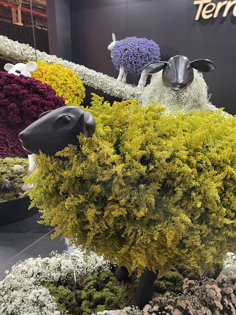 Anandaappleofi1's tweet photo. GARDEN FAIR DE HOLAMBRA 🌻 as novidades em decoração, flores e paisagismo p primavera/verão. Cyclamen perfumado, vasos q comportam bananeiras, flores de veludo flutuantes, folhagens maiores, rosas gordinhas, e flor que veio da horta. Nesta sexta no Quadro Verde do Bom Dia SP ! https://t.co/zHm2BdGAr1