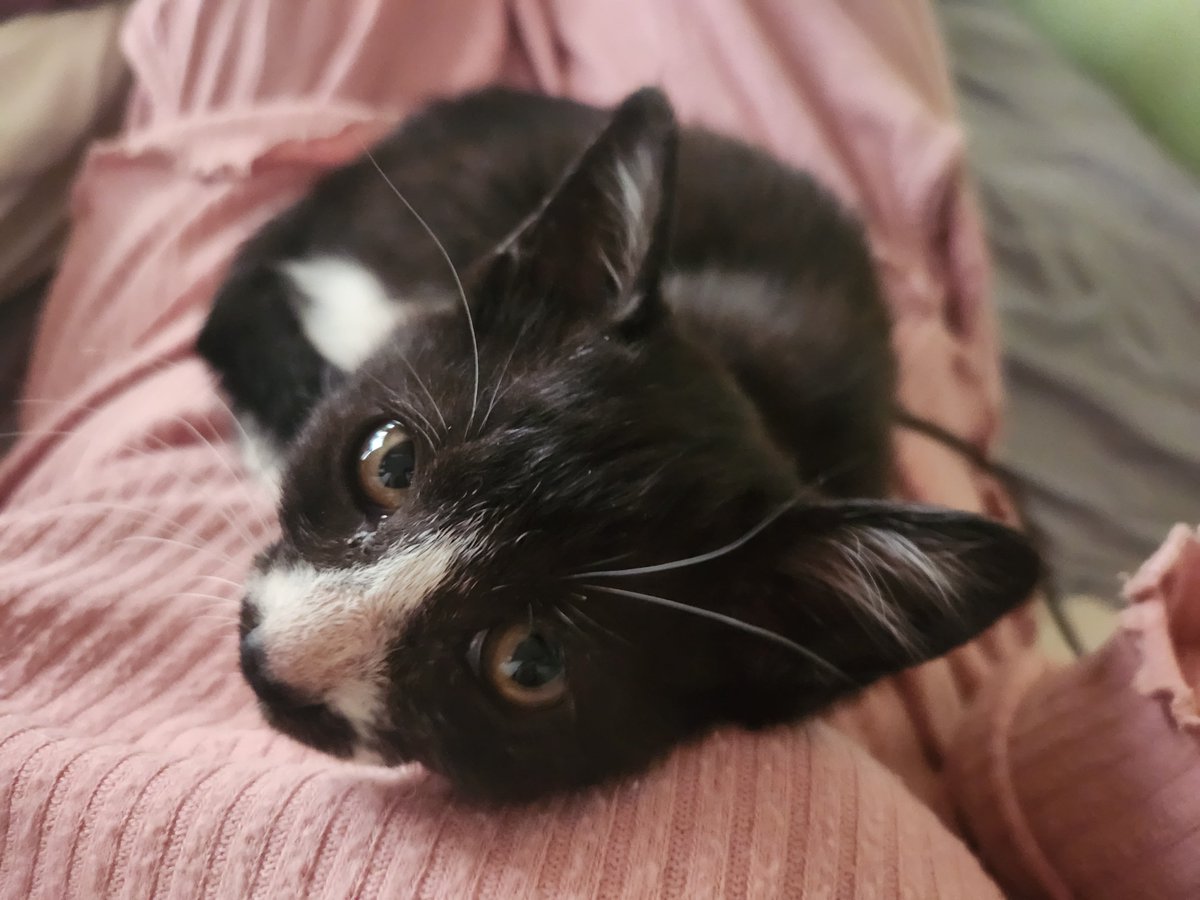 withaoi01211's tweet photo. 子猫が庭に現れたので
子猫と暮らし始めました🐱
そしたら猫カビが移った！
全身がヒョウ柄になった私…
完治に数ヶ月かかるらしい
自然界は凄いね

でも可愛い
これからよろしくぅ！

ハスキーにはカビ移らず元気🐺 https://t.co/kqBwREFfAH