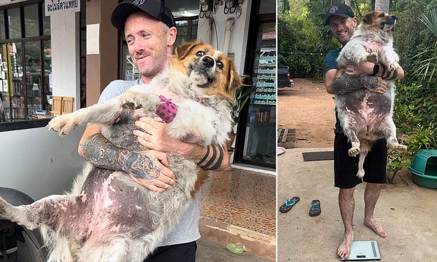 TheNorskaPaul's tweet image. Niall Harbison, the owner of charity #HappyDoggo found a 100lb stray Shepherd now named ‘Cindy Crawford’ in Thailand a year ago who could barely walk, fur falling out &amp;amp; covered in sores.😨

She was suffering a thyroid problem but he nursed her back to health &amp;amp; put her on a diet.…