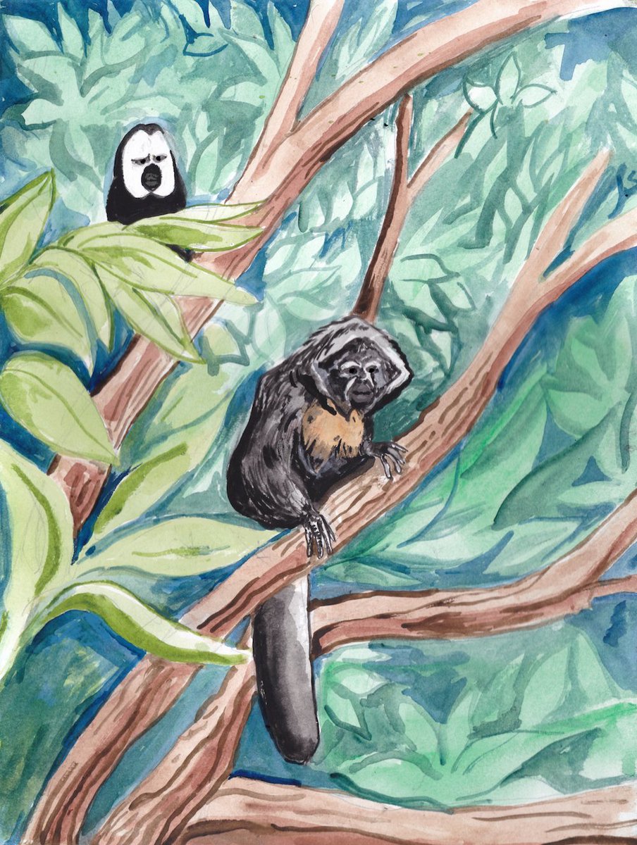 wpmorse's tweet photo. Pair of White-Faced Sakis at @woodlandparkzoo #watercolor #watercolorpainting #painting #whitefacedsaki #Pitheciapithecia #newworldmonkey #monkey
#woodlandparkzoo #seattleillustrator https://t.co/rf377ItDOR