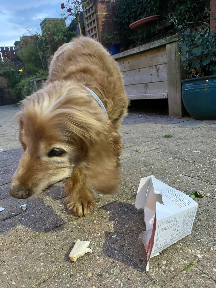 Super Spaniels tweet media