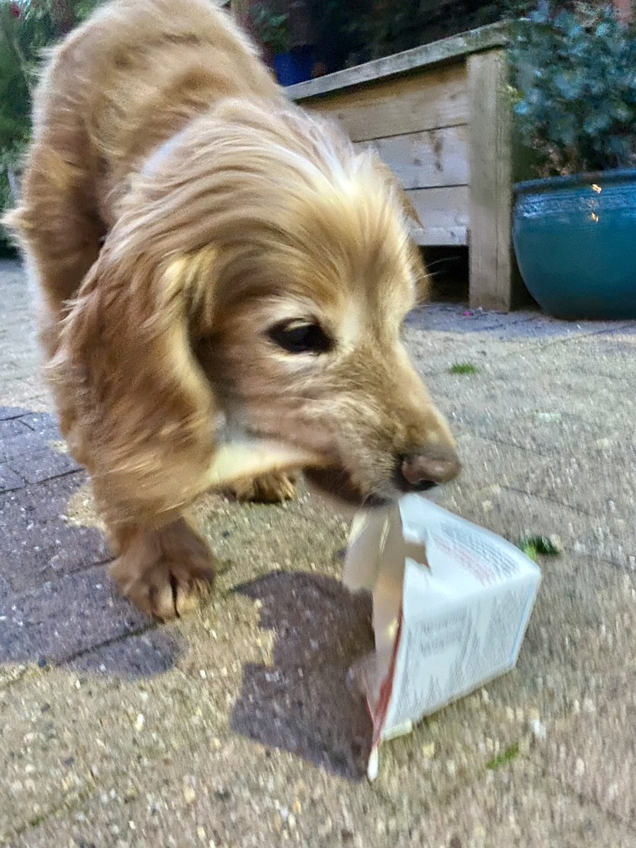 Super Spaniels tweet media