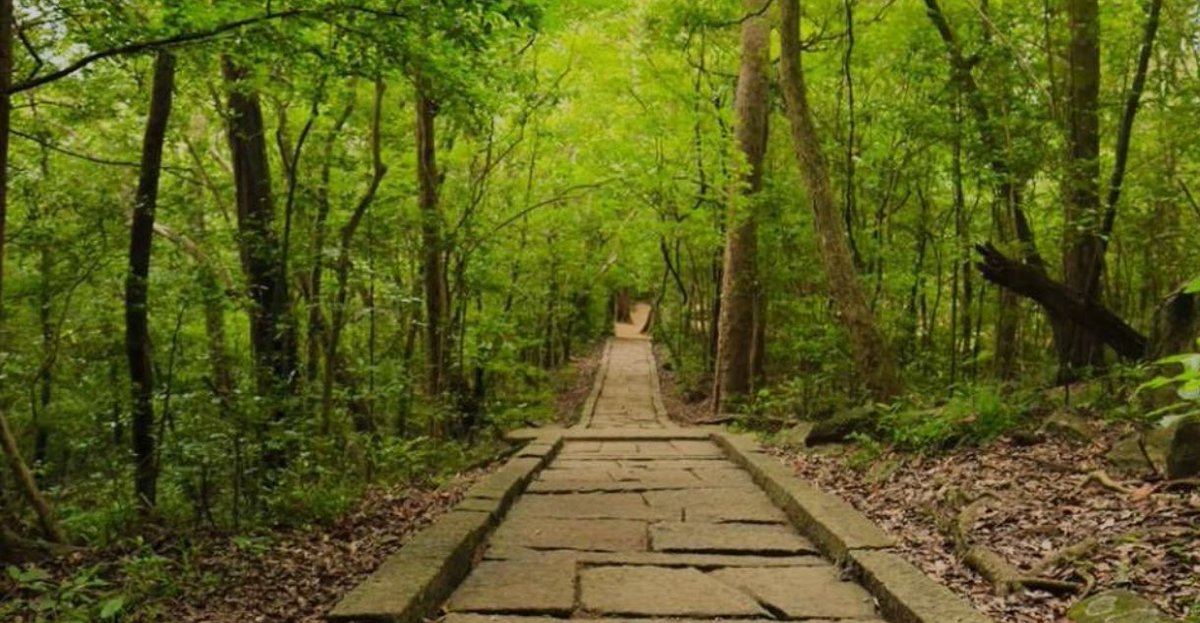 In Sri Lanka, the mysterious Ritigala mountain stands out in magical tourism, steeped in folklore. This ancient site, said to be inhabited by powerful spirits, offers visitors an enchanting glimpse into the island's mystical past. #srilanka #magicaltourism #ritigala #spirits