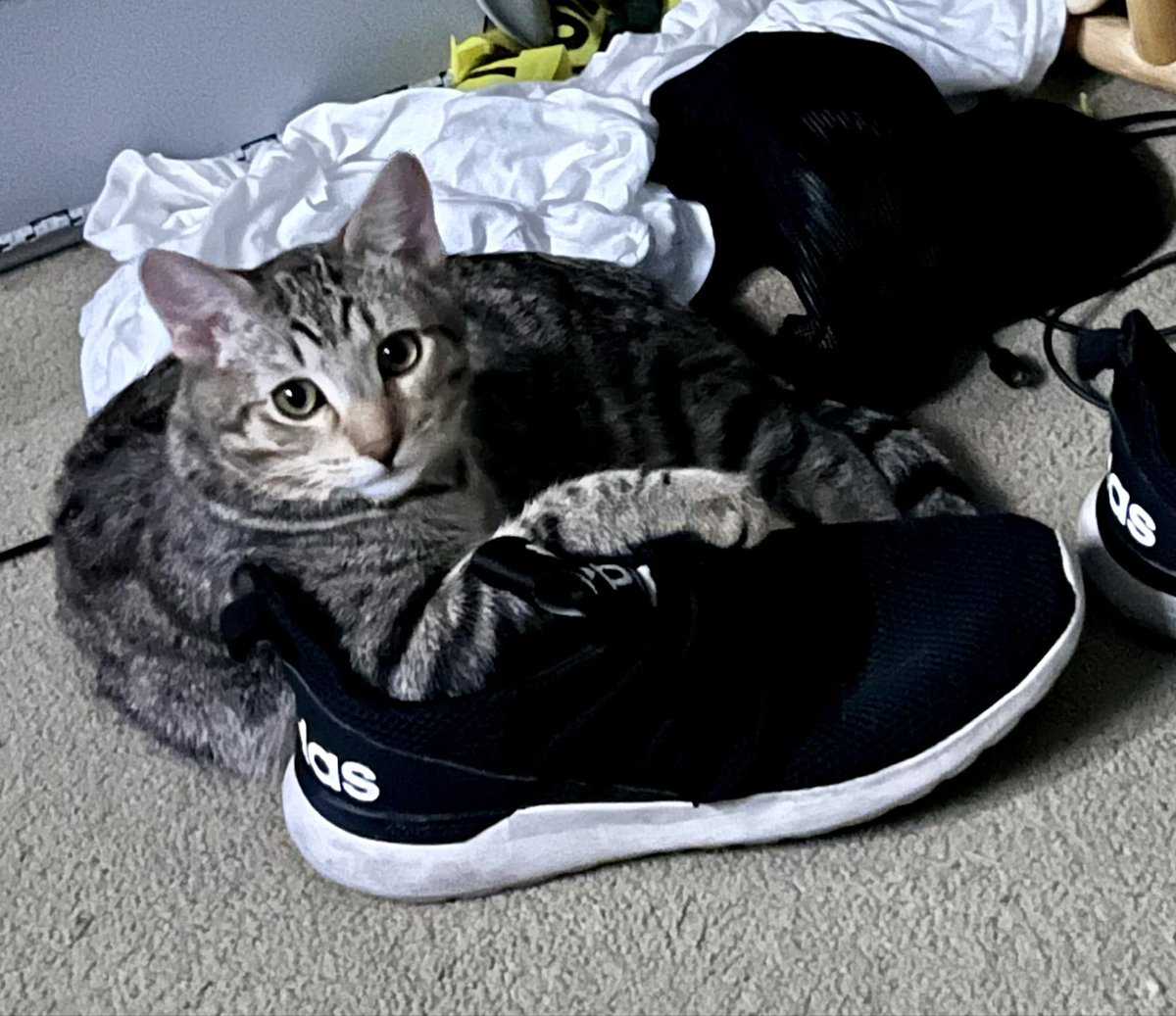 SWMaybelline's tweet photo. https://t.co/fF5ouUsnuL
Leo the Lab report: Yesterday I chewed up my human Bro's cool slides. He was so mad that I thought he'd never forgive me. He did, but now my brother Ziggy the Kitty is copying me, but not gonna happen!
#SummerVibes2024 #HEATSummer #boredathome #trouble https://t.co/mr7NoH16h0