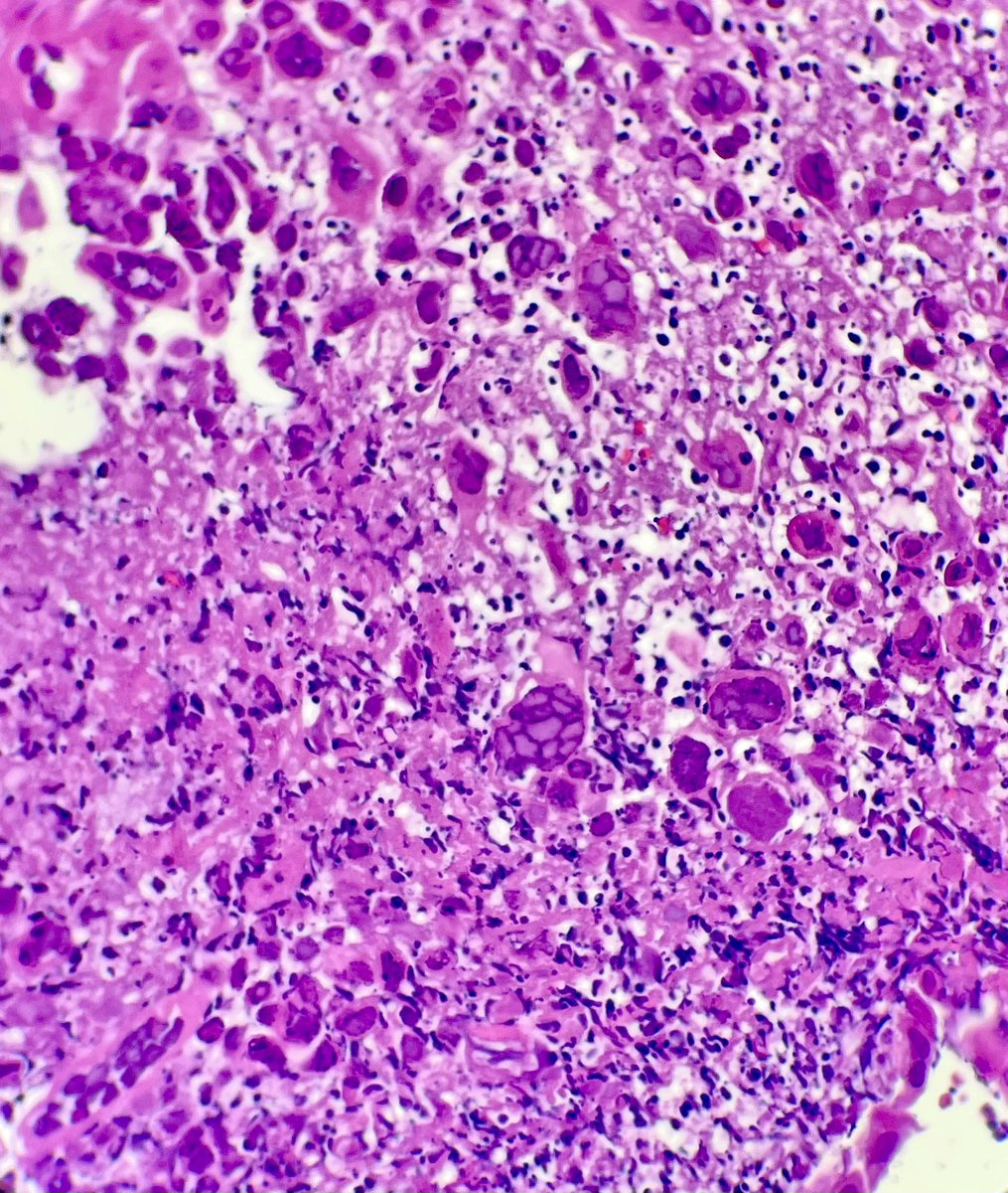 Yasamin Mirzabeigi, MD tweet media