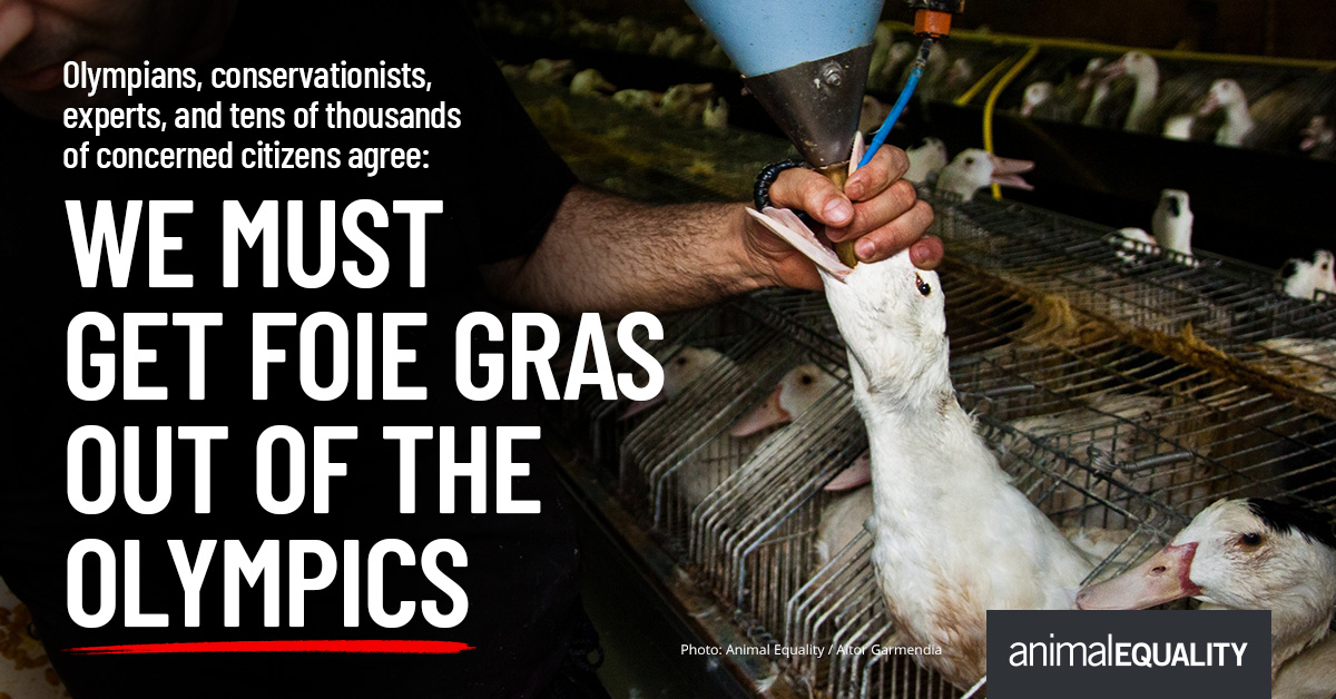AnimalEquality's tweet image. Please @iocmedia @olympics @paris2024 take foie gras made by force-feeding OUT of the Olympics and switch to a plant-based alternative!

#foiegrasOUT #2024Olympics #Paris2024