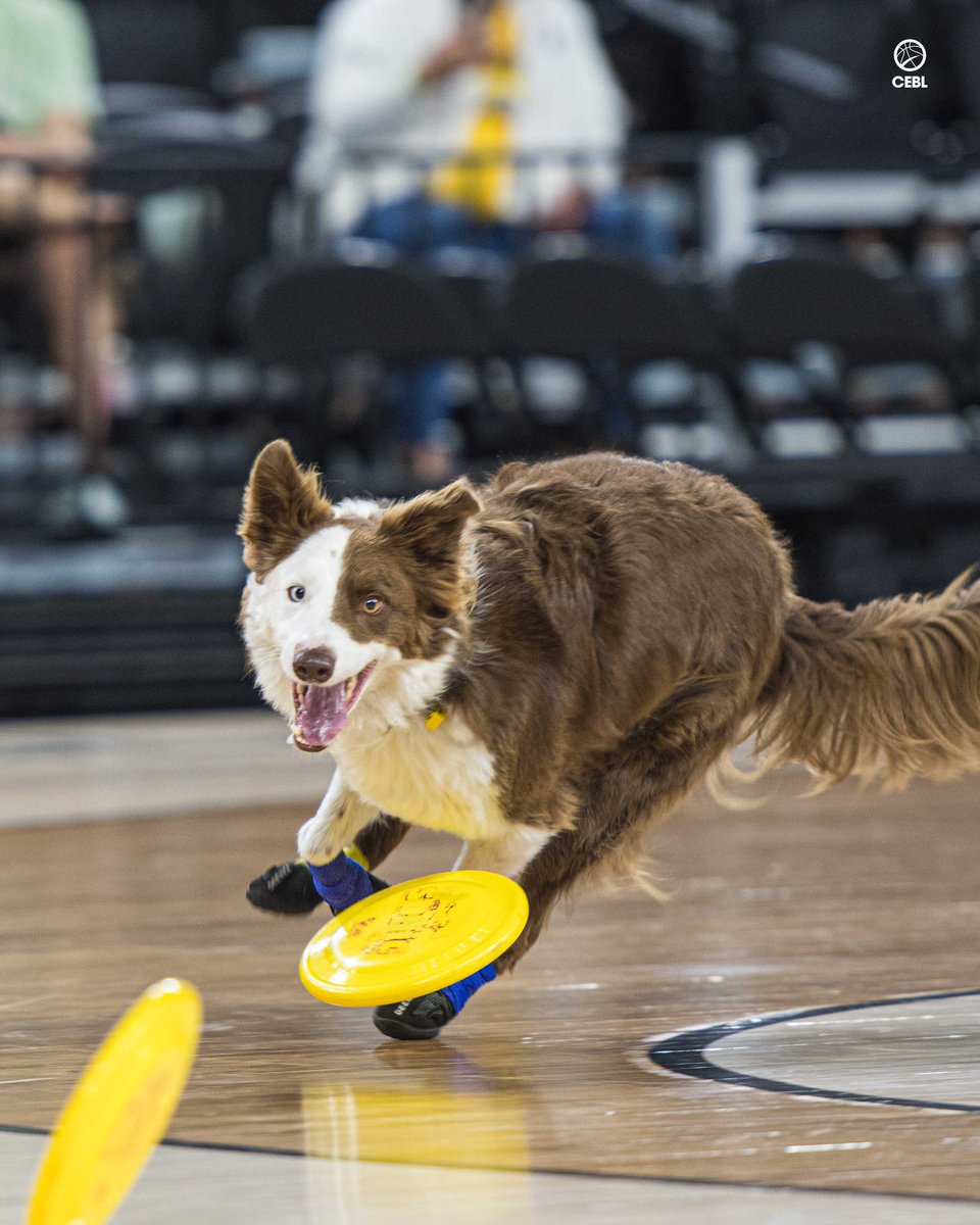 CEBL (@cebleague) on Twitter photo Who let the dogs out?
Stingers halftime entertainment at its finest at <a href="/yegexpocentre/">Edmonton EXPO Centre</a> 🐶🏀
#PullUp Who let the dogs out?
Stingers halftime entertainment at its finest at <a href="/yegexpocentre/">Edmonton EXPO Centre</a> 🐶🏀
#PullUp