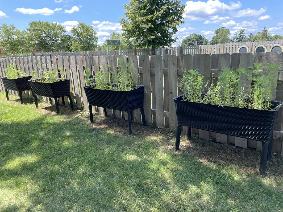 Look how pretty the plants are that Mrs. Fenstra’s class planted in the spring!