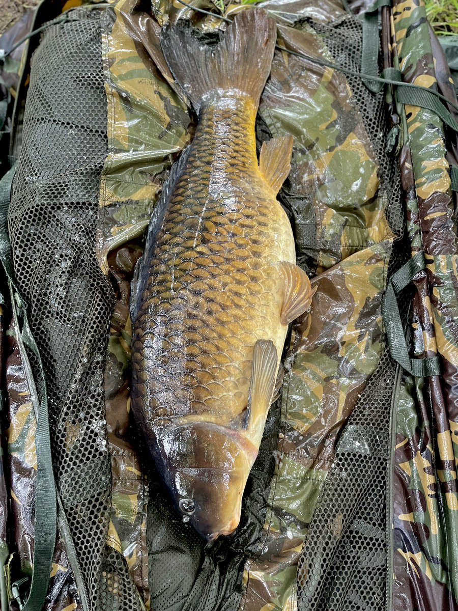 Well didn’t expect that!  Chunky little fellow.. <a href="/mistralbaitsUK/">Mistral Baits</a>