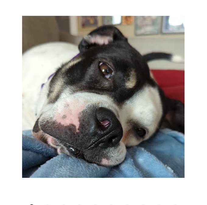 I heard @ACCTPhilly&rsquo;s shelter is overflowing so I just got approved to foster!!!  But can someone please<a class="tags" target="_blank" title="On Twitter" href="/?out=eyJ0eXAiOiJKV1QiLCJhbGciOiJIUzUxMiJ9.eyJpYXQiOjE3MjIwMTIwODIsImlzcyI6InR3cG9ybnN0YXJzLmNvbSIsIm5iZiI6MTcyMjAxMjA4MiwiZXhwIjoxNzUzNTQ4MDgyLCJyZWRpcmVjdF91cmwiOiJodHRwczovL3R3aXR0ZXIuY29tL0FDQ1RQaGlsbHkifQ.ikzeEBalZ5WPj_Uf3aMY6YFykm-Z1F4MTVKFd0ewyd6Qw6RGQkTwVEuhiZNpVAt2uTMpLJ_7sfO9IiIo1dBCFQ">@ACCTPhilly</a><a href="/tag/worldivfday"class="tags"><span>#worldivfday</span></a>