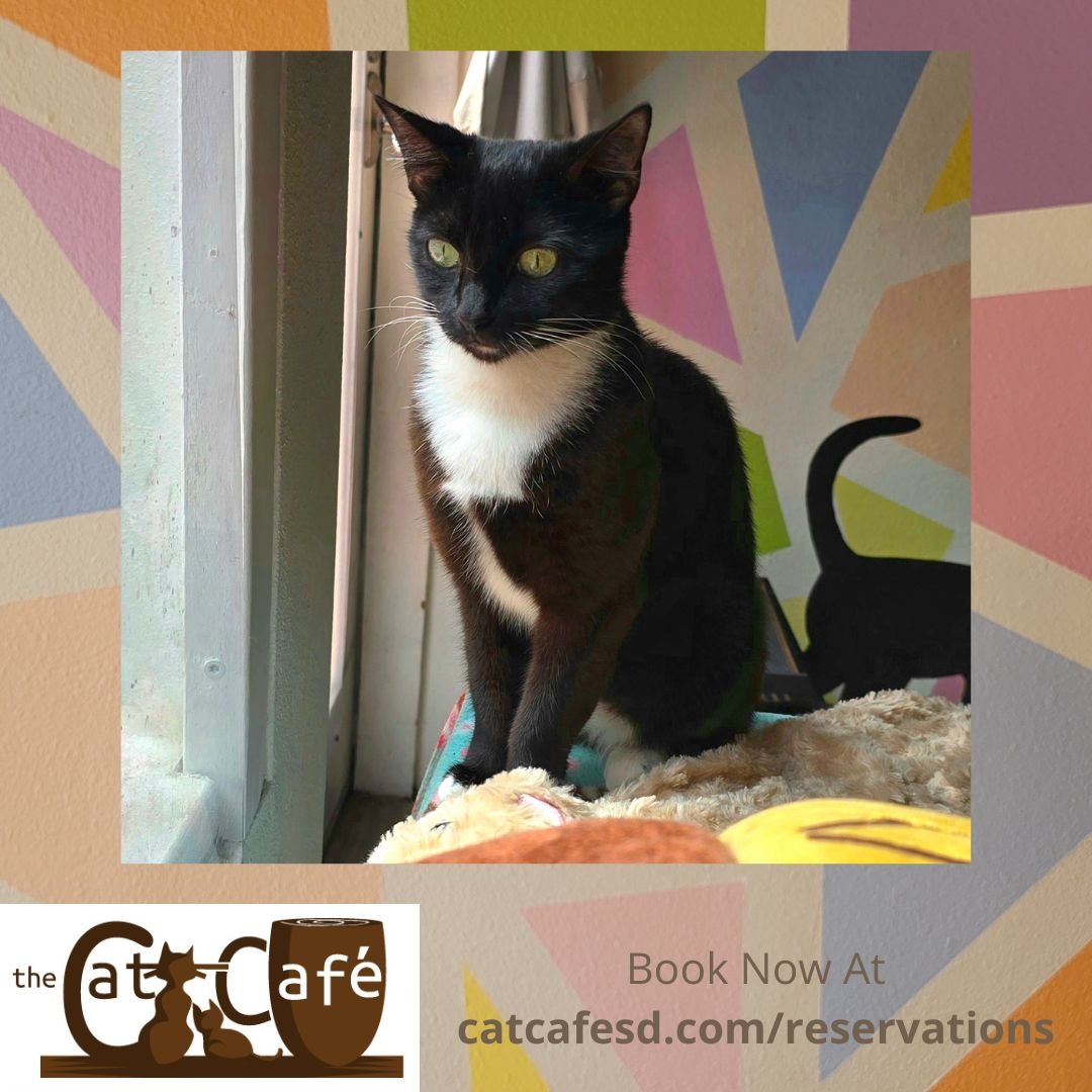 CatCafeSanDiego's tweet photo. Sophie is looking out the window to see what the workers doing renovations to our building are up to. We wonder if she's as anxious for it to be done as we are or if she finds it interesting. #catcafesd #catcafe #catsofsandiego #adoptdontshop #blackandwhitecat #gaslampsd #padr... https://t.co/UeA4ZbTCkQ