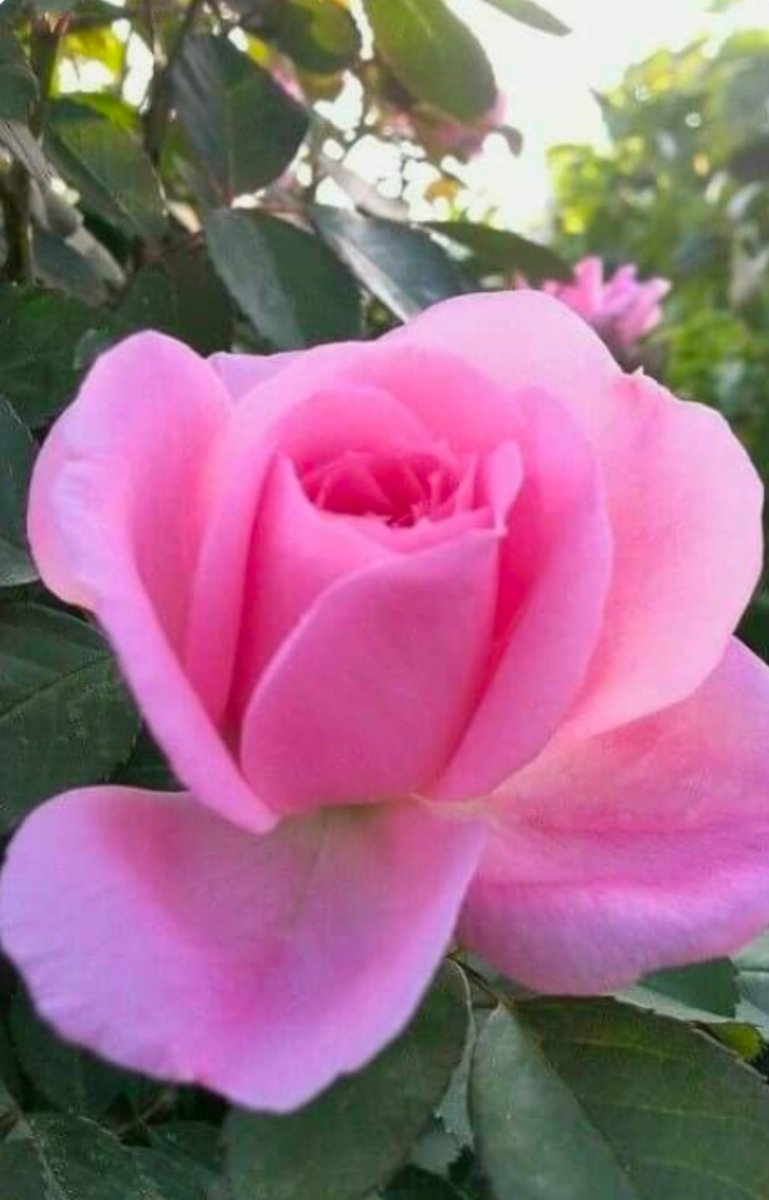 77mei2's tweet photo. おはょうございます
7月19日いちじくの日好きですか❔

The meaning of a single pink rose is love at first sight…🩷 https://t.co/JIqY7obaGb