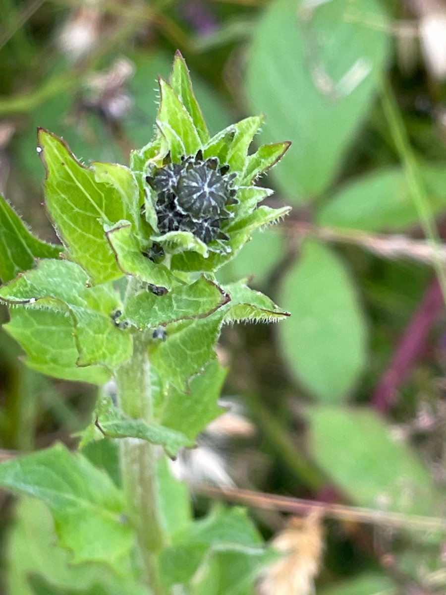 Bex_Cartwright's tweet image. This plant is driving me a little nuts. There are several growing in a 20m stretch.  Can any helpful botanists shed any light please? Growing on edge of forestry track, acid, dry, rocky area. North Wales. #wildflowerID #wildflowerhour