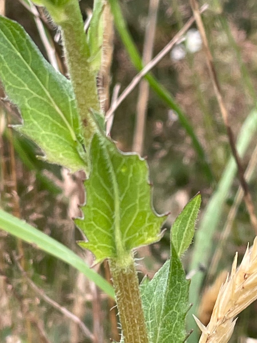 Bex_Cartwright's tweet image. This plant is driving me a little nuts. There are several growing in a 20m stretch.  Can any helpful botanists shed any light please? Growing on edge of forestry track, acid, dry, rocky area. North Wales. #wildflowerID #wildflowerhour