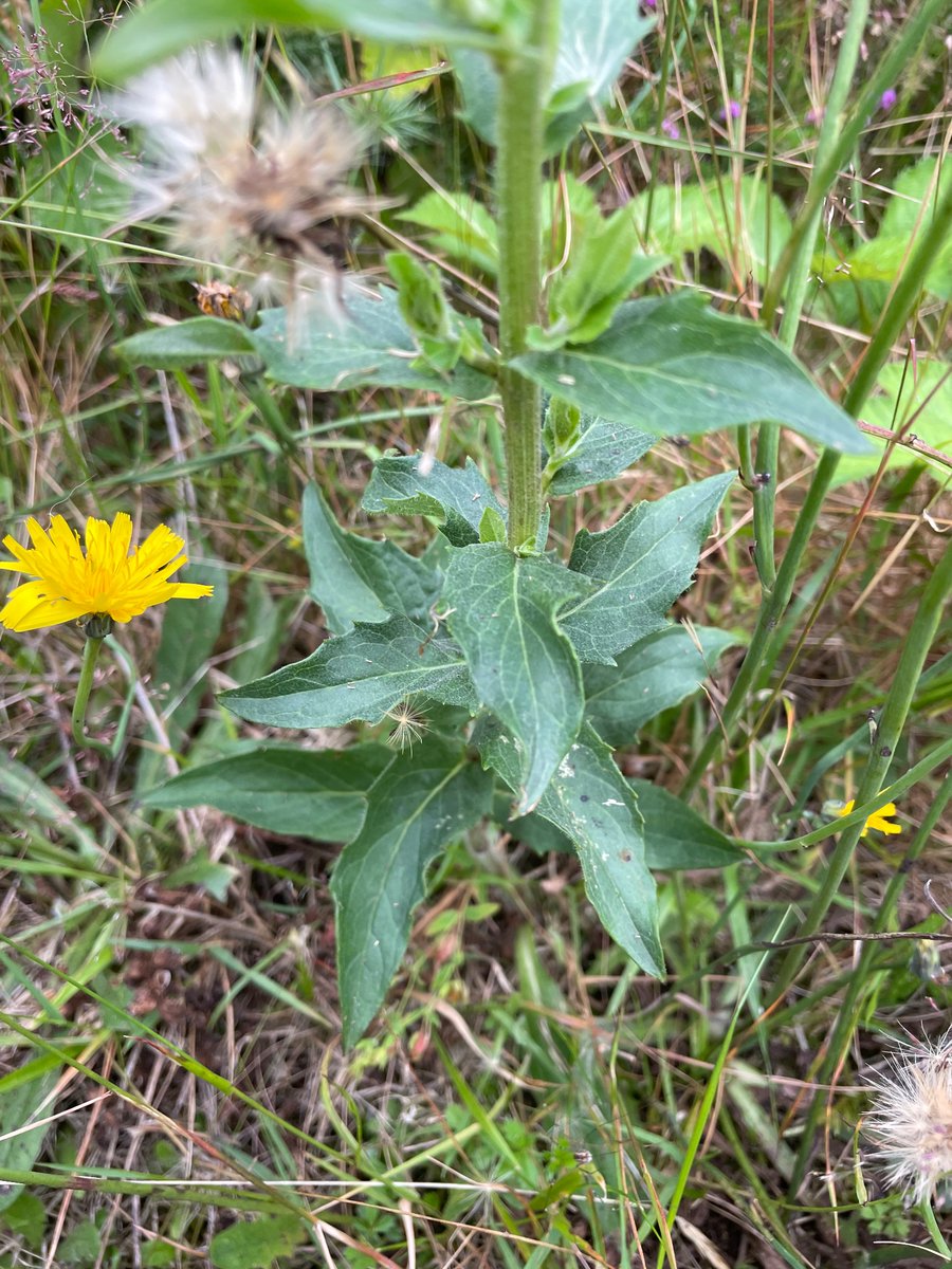 Bex_Cartwright's tweet image. This plant is driving me a little nuts. There are several growing in a 20m stretch.  Can any helpful botanists shed any light please? Growing on edge of forestry track, acid, dry, rocky area. North Wales. #wildflowerID #wildflowerhour