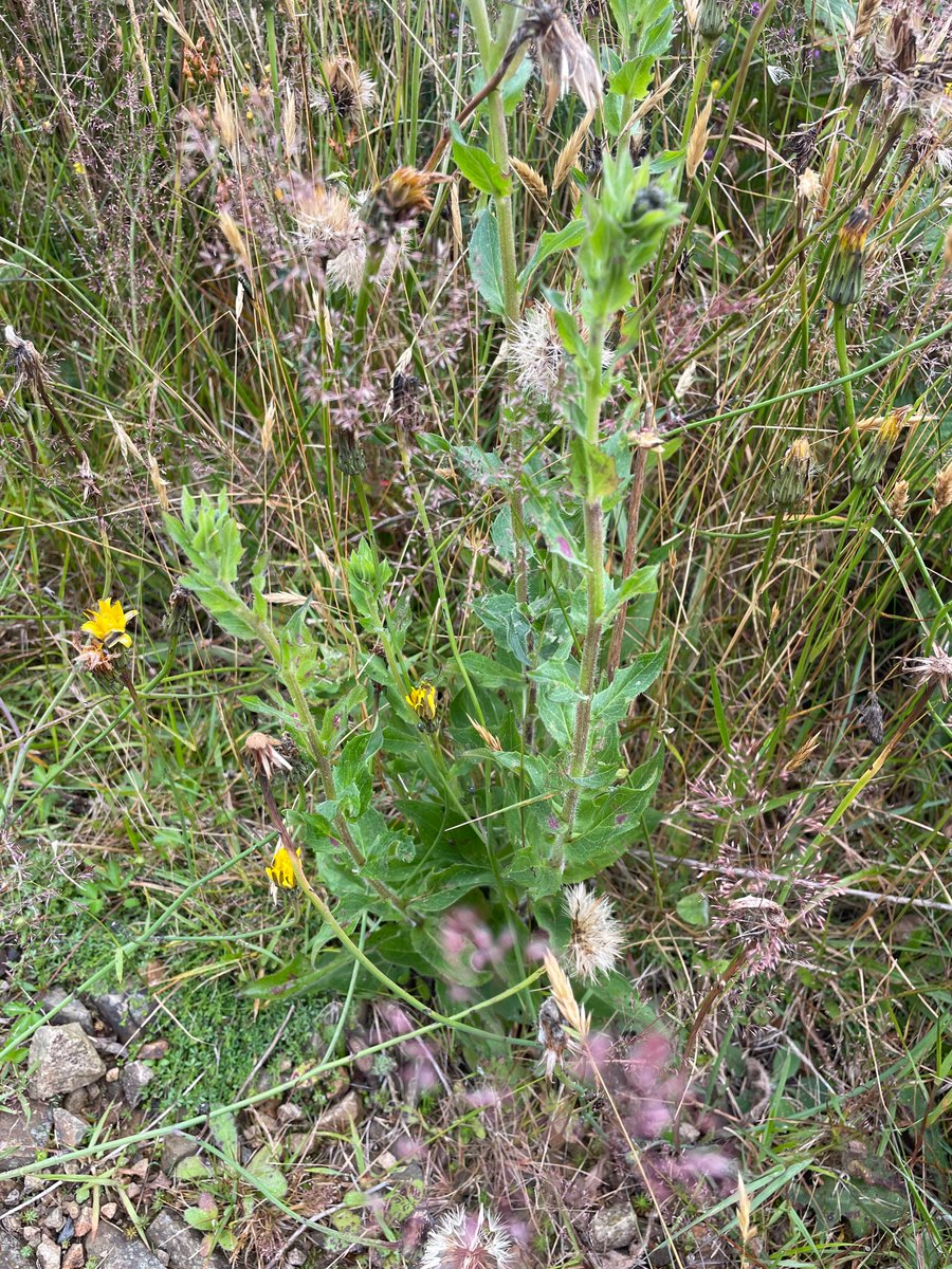 Bex_Cartwright's tweet image. This plant is driving me a little nuts. There are several growing in a 20m stretch.  Can any helpful botanists shed any light please? Growing on edge of forestry track, acid, dry, rocky area. North Wales. #wildflowerID #wildflowerhour
