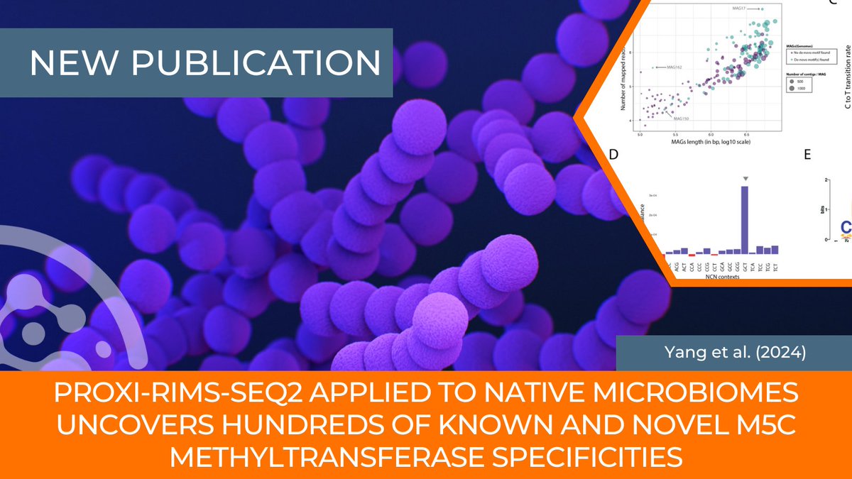 PhaseGenomics's tweet photo. New site-specific methylase enzyme & discovery tool (Proxi-RIMS-Seq2) developed in collaboration w/ @NEBiolabs using #ProxiMeta & #RIMSseq2 uncovers methylation patterns characterized directly in #microbiome samples. #VoM2024 More here: https://t.co/vco7CyHmIY https://t.co/yOLSMH1g1C