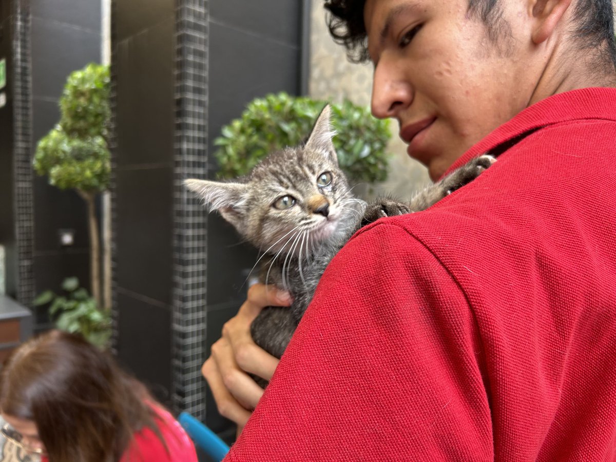 MITECMéxico - Mercadotecnia, Ideas y Tecnología tweet media