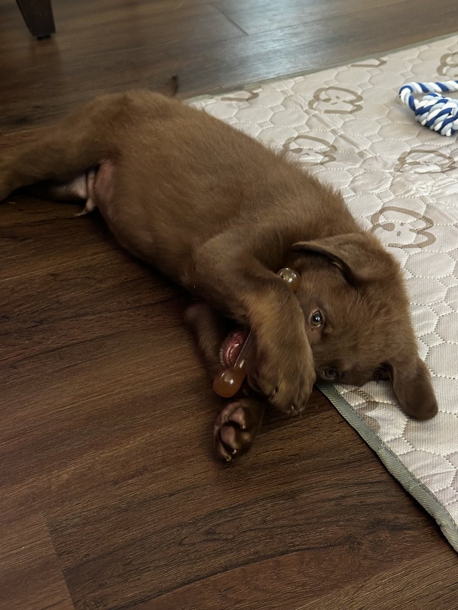 BoilingBeanz_'s tweet photo. A lot of crazy things going on these days. Take a break from it. Enjoy some cute shit for a minute. https://t.co/3DW5iRlU4d