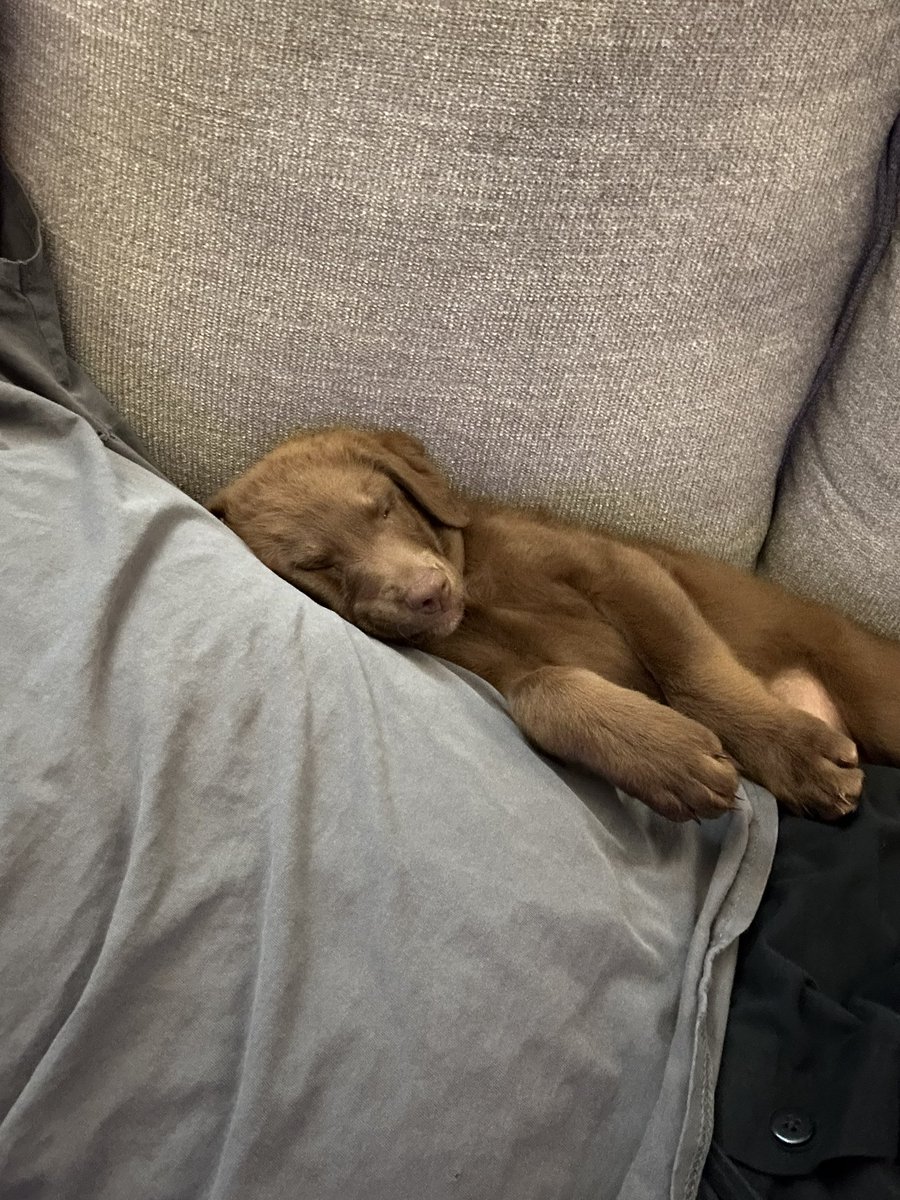 BoilingBeanz_'s tweet photo. A lot of crazy things going on these days. Take a break from it. Enjoy some cute shit for a minute. https://t.co/3DW5iRlU4d