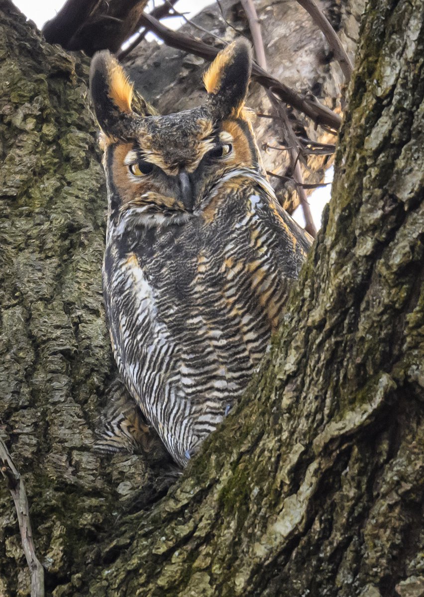 A Great Horned Owl high up in the trees from earlier this year.  He was easy to miss; I wonder how many times I've walked past owls without noticing them (I imagine quite a few)🦉