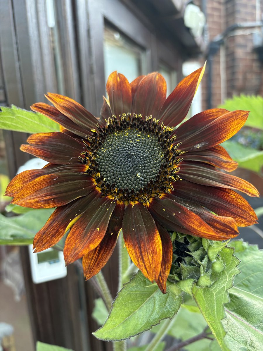 HavenhandMark's tweet photo. We have a sunflower. About bloody time. #whereissummer https://t.co/d9rYKSXx9r