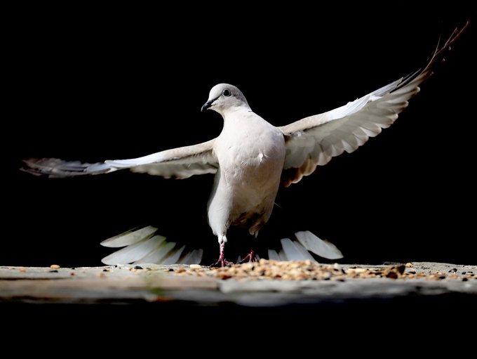 a_london_pigeon's tweet photo. Thank you darlings, you've been a wonderful audience #curtain_call #collared_dove 
📷  maxwell photography @maxwellpix https://t.co/7gc5rpLEzc