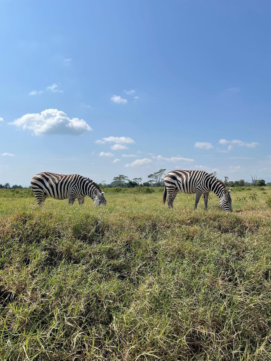 #InTheField with <a href="/MIF_UBC/">MIF_UBC</a> students Katarzyna Przystupa and Levyn Radomske! 

The pair are currently completing their internships in Nairobi, Kenya with <a href="/CIFOR/">CIFOR</a>.

Learn more about #UBCForestry's Master of International Forestry program: bit.ly/4bQK7E1