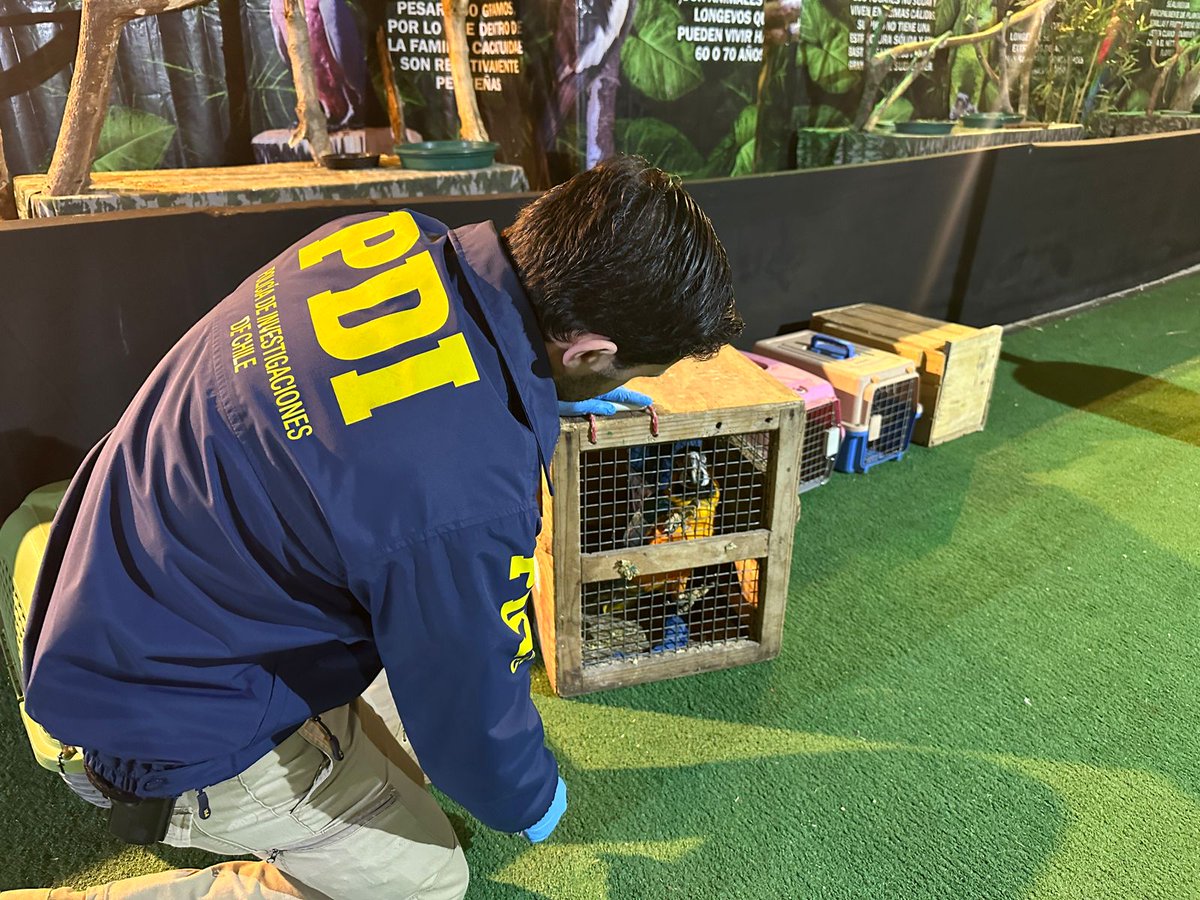 Por maltrato animal fue detenida encargada de recinto que exponía animales exóticos en mall de Valdivia rioenlinea.cl/por-maltrato-a…

#Valdiviacl