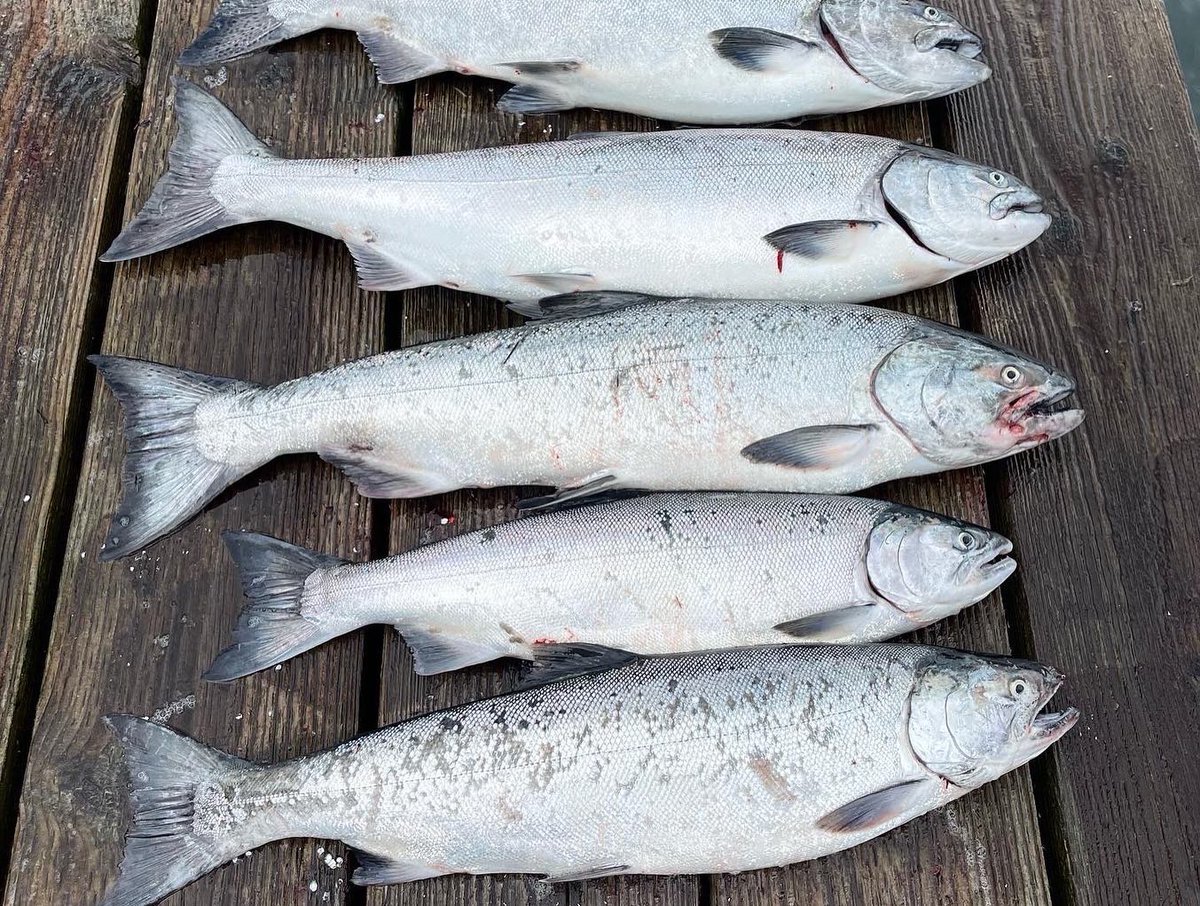 jscolees's tweet photo. We are 2 weeks away from Oregon’s famed buoy 10 season in Astoria . We still have some prime dates available  541-647-7393 🎣🎣 https://t.co/kLwzQRVImQ