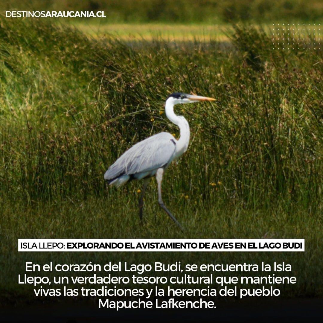 IslaLlepo's tweet photo. Hola m Isla Llepü puedes observar aves juntos a guías locales e ecoturismo 

@IslaLlepo @BudiMapu 🐦😍 https://t.co/2ECAalgFUy