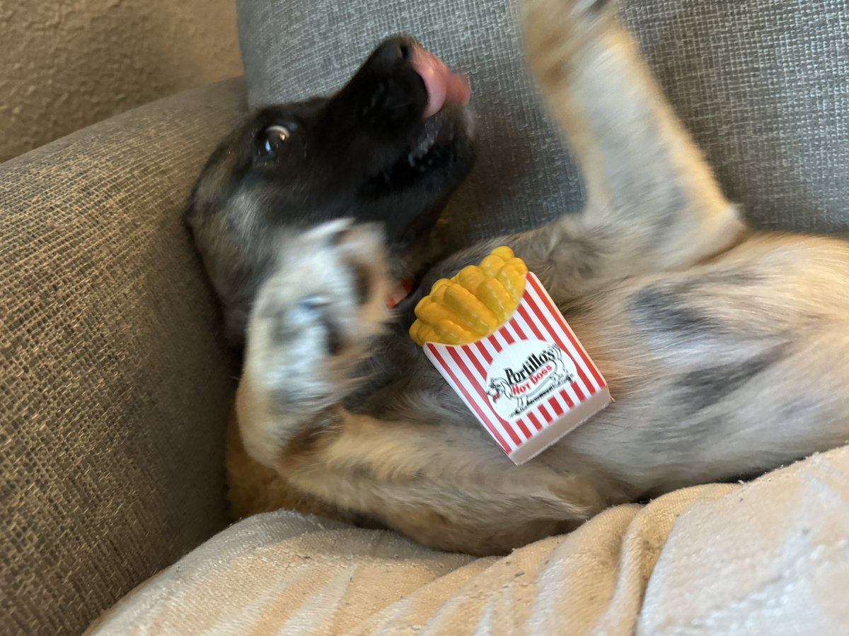 TheRealOhSee's tweet photo. @portilloshotdog Clover was thrilled for this photo shoot. Too bad for her I like it hot. #SweetANDHot #PokeysPal https://t.co/K60rXhjWzV
