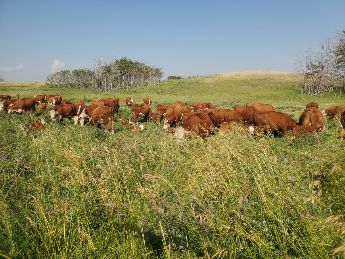 herefordcows's tweet photo. Well, we knew it was only a matter of time ... but at least we have grass this year. #haulingwaterforcattlesucks #palliserproblems #drought #winningonsomefronts #nextyear https://t.co/J4XWJ1OJLv