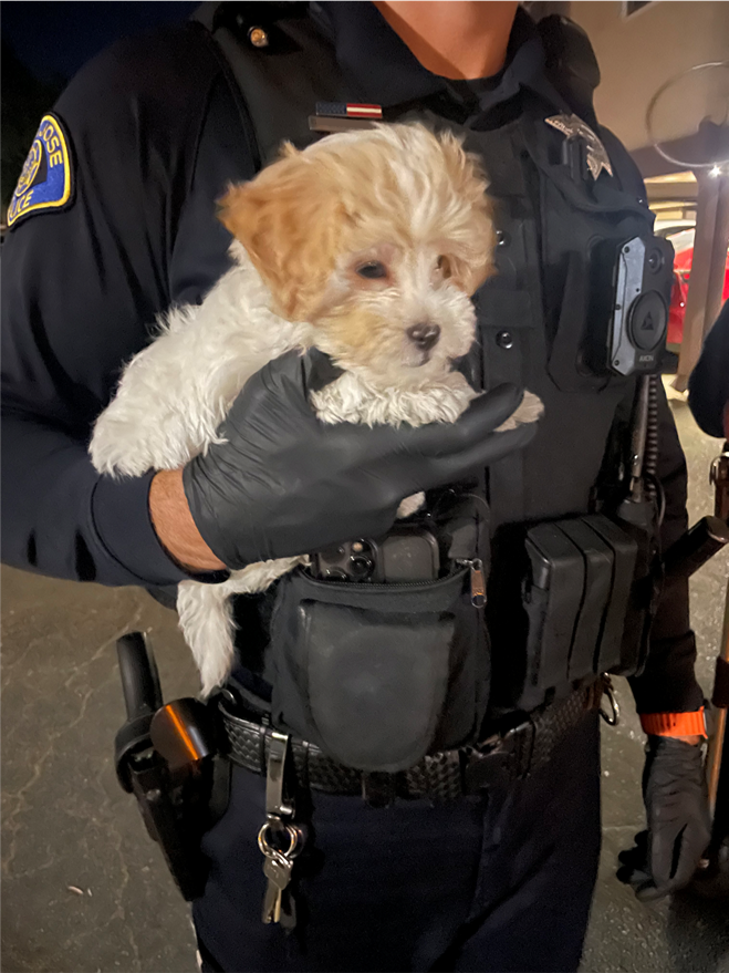 SanJosePD's tweet photo. On July 17, 2024, at approximately 8:00 PM, SJPD Patrol Officers responded to a report of an armed robbery. The husband-and-wife victims were robbed at gunpoint of their four-month-old Shih Tzu puppy. The puppy was a gift from the husband after his wife suffered a traumatic incident. Officers conducted a thorough investigation and identified the suspect vehicle and while on scene spotted it in the immediate area. A felony vehicle stop was conducted and the victims positively identified the adult male suspect. Officers located a firearm and two loaded magazines during the car stop. Officers then located the stolen puppy at the suspect’s residence, along with two AR style rifles. The puppy was found safe and reunited with his owners. Great work by our District Lincoln and District Sam Officers for returning a loved furry family member! ❤️🐶