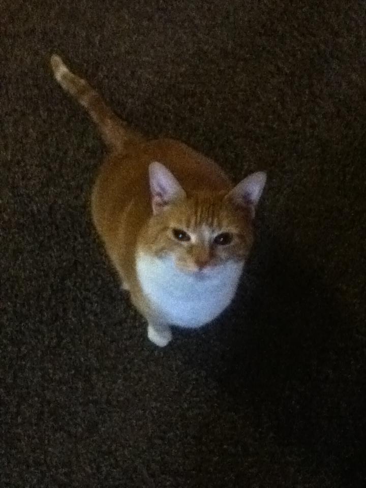 this is my cat tiger. what do you guys of my cat