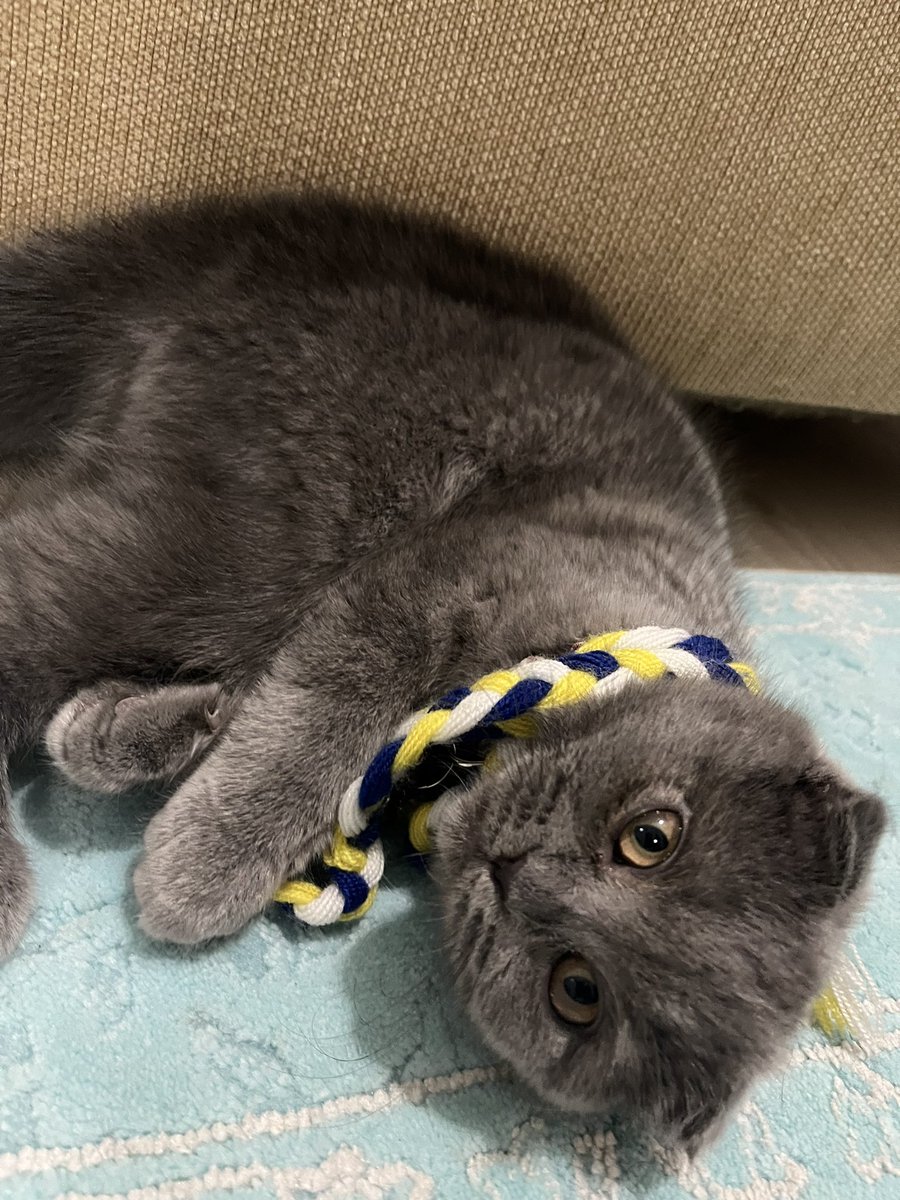 Dünya Fenerbahceliler gunumuz kutlu olsunn💙💛