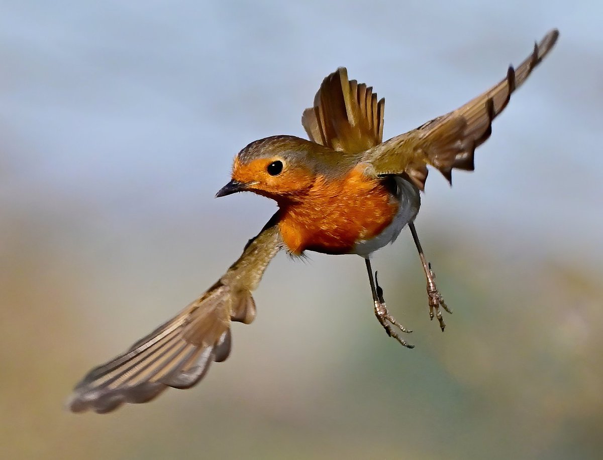 As it's Friday, I'm asking all my followers to please retweet (and comment) on this post if you see it, to help my bird account be seen! 🙏😊
 To make it worth sharing, here's a Robin impersonating a ballerina. 😁😍
 Thank you very much! ♥️