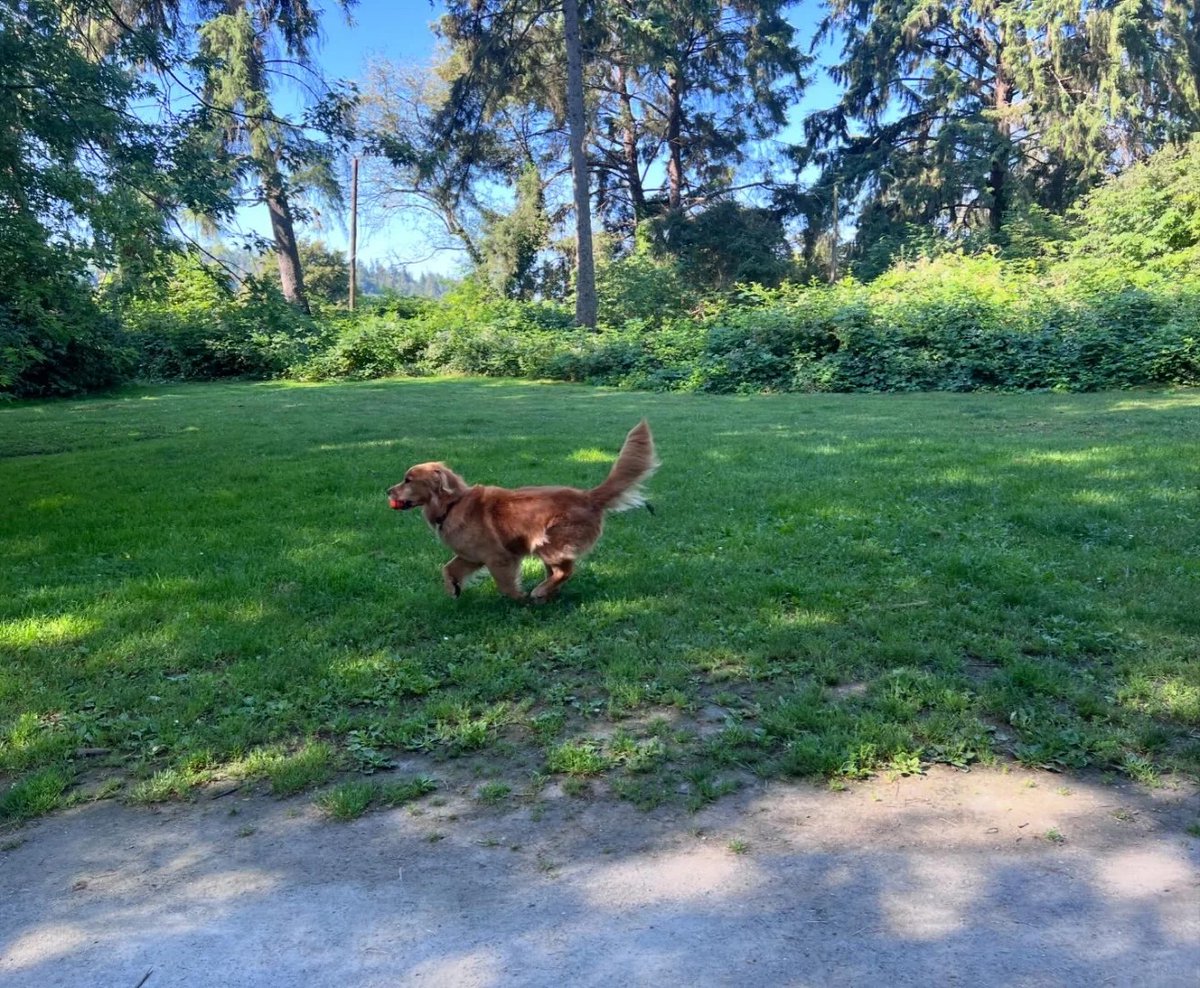 khaleedshdefat's tweet photo. West Vancouver is so beautiful; Everything you see is strange. I like this place more and more https://t.co/iZJdqhDEa8