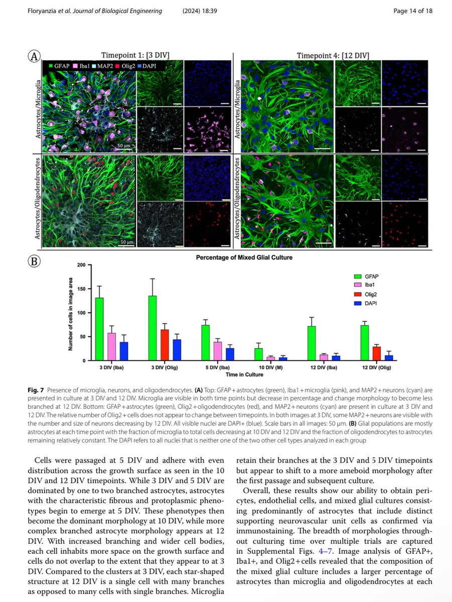 🌟🚨 New Paper Alert!! 

In this manuscript, we discuss our protocols to isolate primary pericytes, endothelial cells, &amp; astrocyte-dominant glial cultures. 🧵(1/4)

ncbi.nlm.nih.gov/pmc/articles/P…

#bbb #primarycells #nvu #tissueengineering #bloodbrainbarrier #neurovasculature #research
