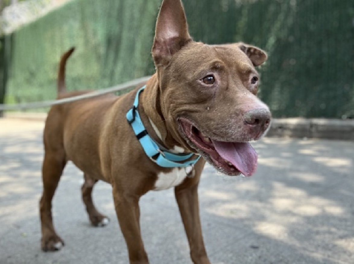 zjnov22's tweet photo. 💝Look at Boss' smile🤗💛 🌻🐾🐾 #NYC
🧡Please help this lovely #SeniorDog if you can🌟🧸
🚨#Manhattan ACC🚨 ✨ID #203602✨ #NY https://t.co/mRHUdUd91P