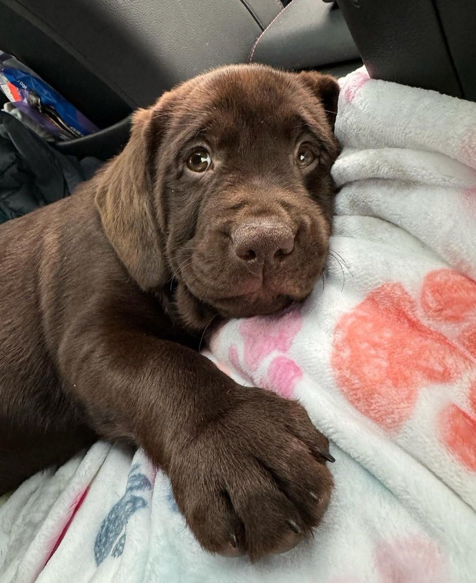 WeRateDogs tweet media