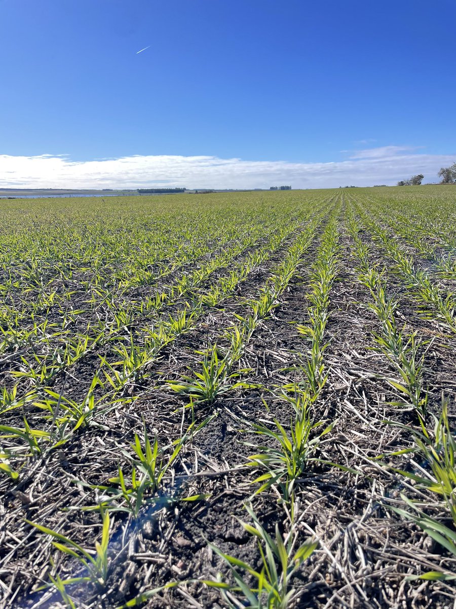 Precisamos que llueva para empujar esta cebada .