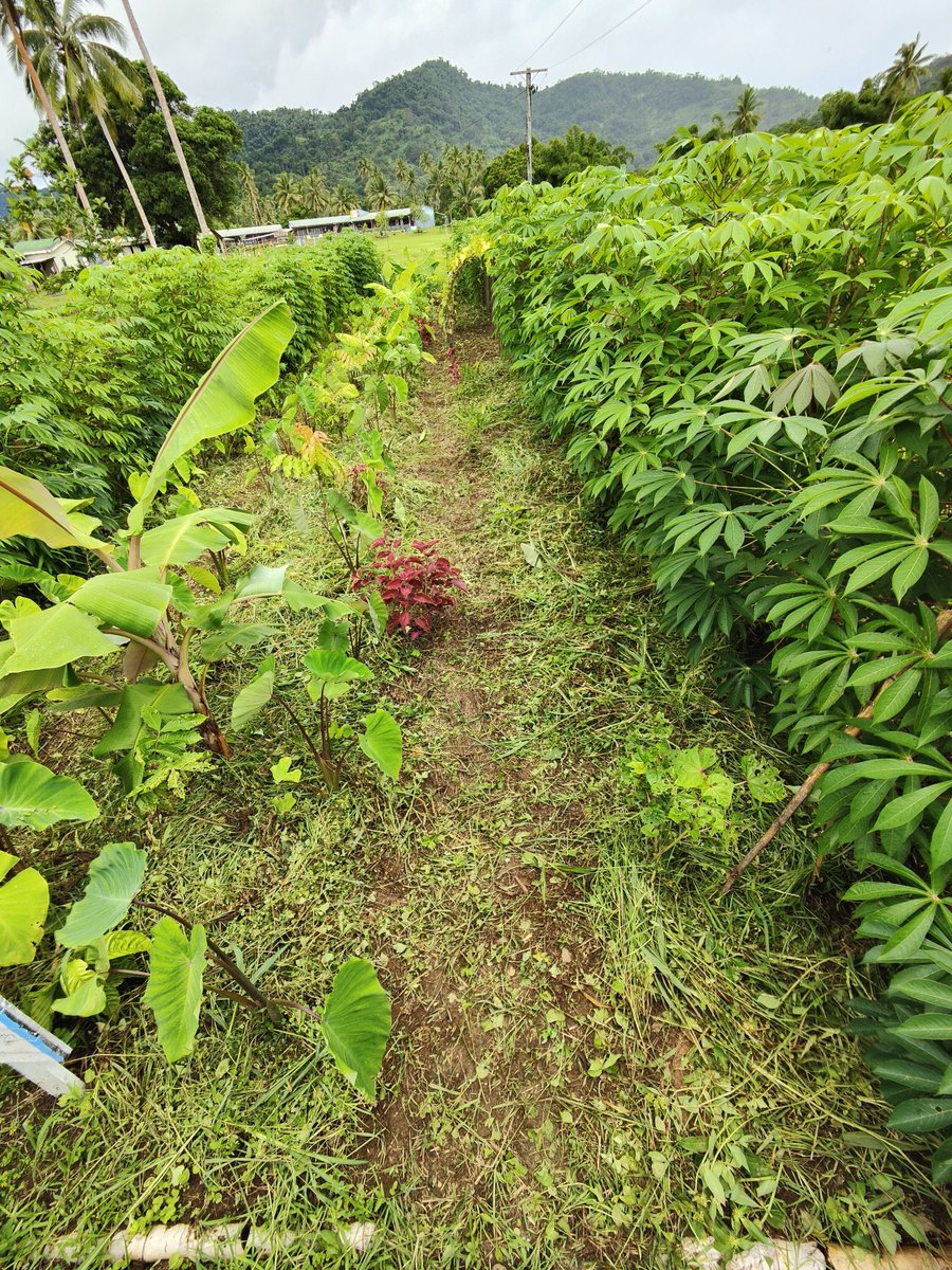 Pacific_Ark's tweet photo. 🌱 Harvesting happiness one vegetable at a time! 🌿 We couldn't be more excited as we approach our long-awaited harvest after months of dedication and care. 🥕🍅🥒

Join us on this journey of growth and nourishment! 🌻

#HarvestSeason #FreshProduce #FarmLife #SustainableLiving https://t.co/upZiS9AhX8