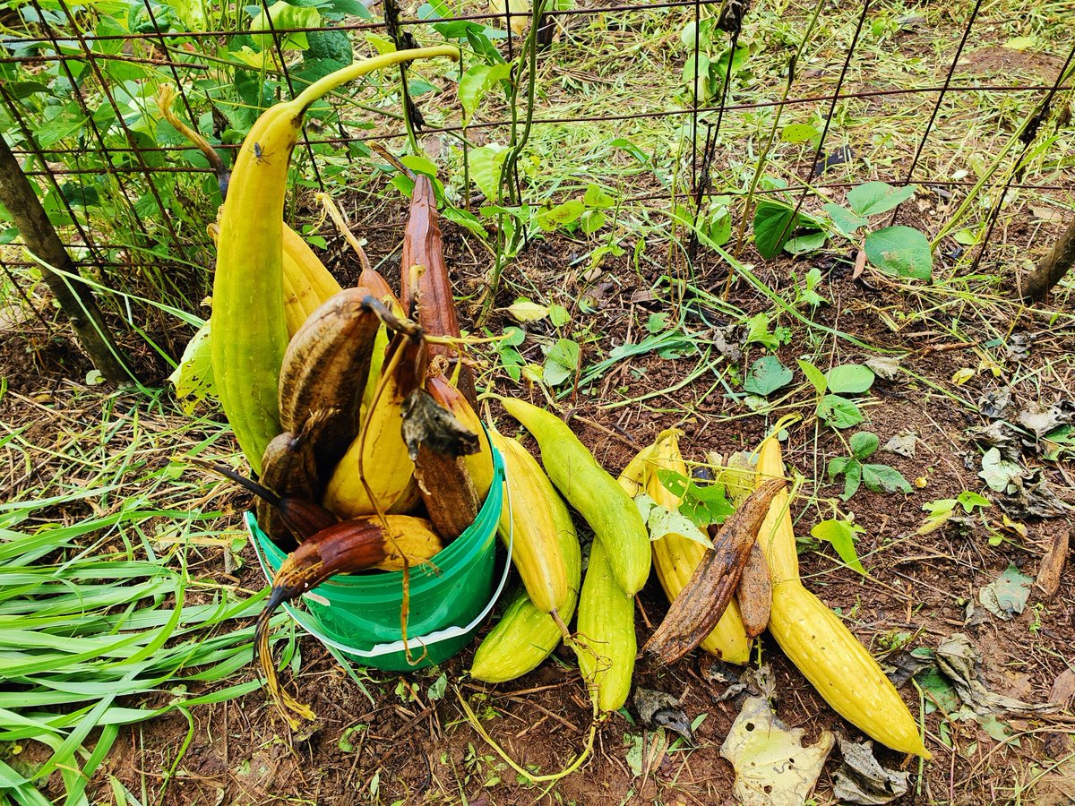 Pacific_Ark's tweet photo. 🌱 Harvesting happiness one vegetable at a time! 🌿 We couldn't be more excited as we approach our long-awaited harvest after months of dedication and care. 🥕🍅🥒

Join us on this journey of growth and nourishment! 🌻

#HarvestSeason #FreshProduce #FarmLife #SustainableLiving https://t.co/upZiS9AhX8